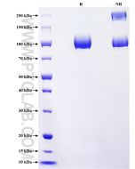 Recombinant Human Fibronectin protein (rFc Tag) Eg5117 proteintech
