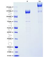 Recombinant Human CDON protein (rFc Tag) Eg5590 proteintech