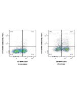FITC Plus Anti-Rat CD80 (3H5) Mouse IgG2a Recombinant Antibody FITC-65580 proteintech