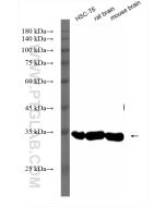 HRP-conjugated GAPDH Recombinant monoclonal antibody HRP-81640-5 proteintech