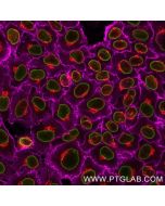 FlexAble 2x Oligo-Ready Antibody labeling Kit for Rabbit IgG (DBCO or Amine ready) KFA151 proteintech