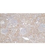 IHC easy ® Leptin Ready-To-Use IHC Kit KHC0234 proteintech