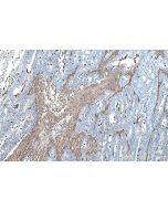 IHC easy ® ANXA6 Ready-To-Use IHC Kit KHC0561 proteintech