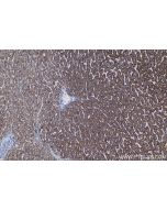 IHC easy ® UQCRQ Ready-To-Use IHC Kit KHC1374 proteintech
