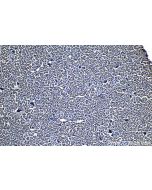 IHC easy ® CCAR1 Ready-To-Use IHC Kit KHC1377 proteintech
