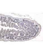 IHC easy ® SPIB Ready-To-Use IHC Kit KHC1668 proteintech