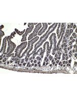 IHC easy ® USP15 Ready-To-Use IHC Kit KHC2024 proteintech