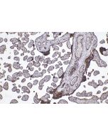 IHC easy ® SEC16A Ready-To-Use IHC Kit KHC2066 proteintech
