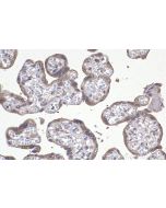 IHC easy ® FURIN Ready-To-Use IHC Kit KHC2173 proteintech