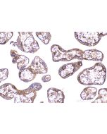 IHC easy ® USP8 Ready-To-Use IHC Kit KHC2257 proteintech