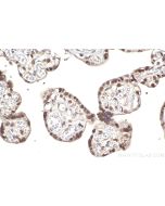 IHC easy ® SEPHS1 Ready-To-Use IHC Kit KHC2293 proteintech