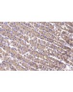 IHC easy ® ACTR1A Ready-To-Use IHC Kit KHC2338 proteintech