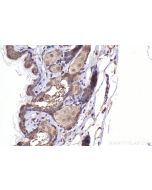 IHC easy ® FLOT2/Flotillin 2 Ready-To-Use IHC Kit KHC2456 proteintech