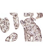 IHC easy ® MDC1 Ready-To-Use IHC Kit KHC2462 proteintech