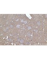 IHC easy ® DOCK11 Ready-To-Use IHC Kit KHC2544 proteintech