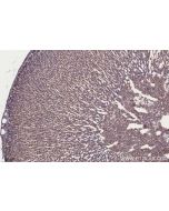 IHC easy ® GSPT2 Ready-To-Use IHC Kit KHC2660 proteintech