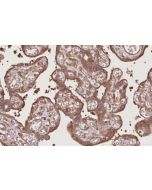 IHC easy ® SCFD1 Ready-To-Use IHC Kit KHC2736 proteintech