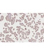 IHC easy ® TUBGCP5 Ready-To-Use IHC Kit KHC2829 proteintech
