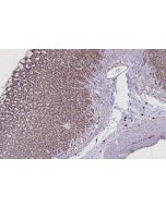 IHC easy ® SPC25 Ready-To-Use IHC Kit KHC2930 proteintech