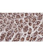IHC easy ® CWC15 Ready-To-Use IHC Kit KHC2982 proteintech