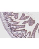 IHC easy ® LCMT1 Ready-To-Use IHC Kit KHC3012 proteintech