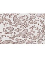 IHC easy ® USP20 Ready-To-Use IHC Kit KHC3055 proteintech