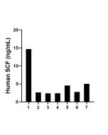 SCF Recombinant Matched Antibody Pair, PBS Only MP01028-4 proteintech
