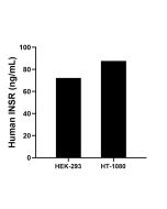 INSR Recombinant Matched Antibody Pair, PBS Only MP01349-2 proteintech