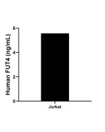 FUT4 Recombinant Matched Antibody Pair, PBS Only MP01607-2 proteintech