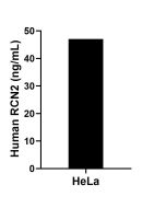 RCN2 Recombinant Matched Antibody Pair, PBS Only MP01713-1 proteintech