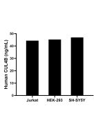 CUL4B Recombinant Matched Antibody Pair, PBS Only MP01736-1 proteintech