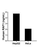 RAF1 Recombinant Matched Antibody Pair, PBS Only MP01739-1 proteintech