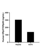 ERp57/ERp60 Recombinant Matched Antibody Pair, PBS Only MP01779-1 proteintech