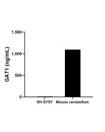 GAT1 Recombinant Matched Antibody Pair, PBS Only MP01787-2 proteintech