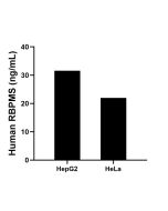 RBPMS Recombinant Matched Antibody Pair, PBS Only MP01817-3 proteintech