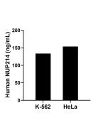 NUP214 Recombinant Matched Antibody Pair, PBS Only MP01882-3 proteintech