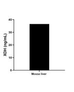 XDH Recombinant Matched Antibody Pair, PBS Only MP01961-1 proteintech