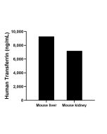 Mouse Transferrin Recombinant Matched Antibody Pair, PBS Only MP02020-3 proteintech