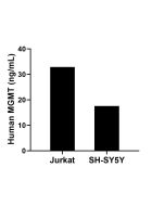 MGMT Recombinant Matched Antibody Pair, PBS Only MP02085-2 proteintech