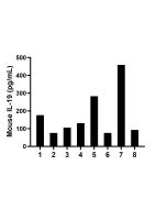 Mouse IL-19 Recombinant Matched Antibody Pair, PBS Only MP02161-3 proteintech