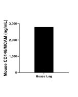 Mouse CD146/MCAM Recombinant Matched Antibody Pair, PBS Only MP02286-2 proteintech