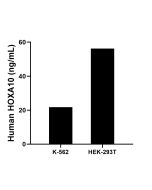 HOXA10 Recombinant Matched Antibody Pair, PBS Only MP02388-1 proteintech