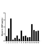 Mouse IL-18BP Recombinant Matched Antibody Pair, PBS Only MP02411-2 proteintech