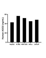 AGO2 Recombinant Matched Antibody Pair, PBS Only MP02445-1 proteintech