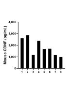 Mouse CDNF Recombinant Matched Antibody Pair, PBS Only MP02479-1 proteintech