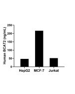 BCAT2 Recombinant Matched Antibody Pair, PBS Only MP02500-1 proteintech