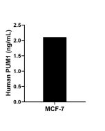 PUM1 Recombinant Matched Antibody Pair, PBS Only MP02520-1 proteintech
