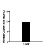Calpastatin Recombinant Matched Antibody Pair, PBS Only MP02574-1 proteintech