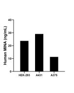 MINA Recombinant Matched Antibody Pair, PBS Only MP02648-1 proteintech