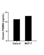 PSMB6 Recombinant Matched Antibody Pair, PBS Only MP02672-1 proteintech